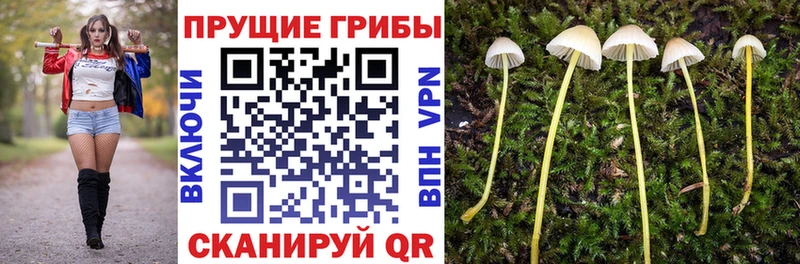 Псилоцибиновые грибы Psilocybe  Павловский Посад 